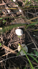 Lycoperdon marginatum