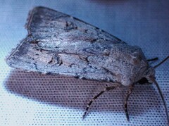 Agrotis vetusta