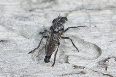 Cyrtopogon