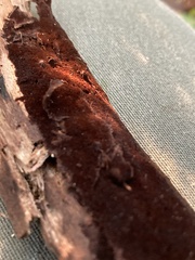 Fuscoporia