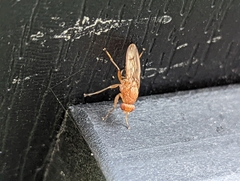 Ormia