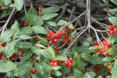 Shepherdia canadensis