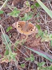 Junonia evarete