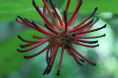 Annonaceae