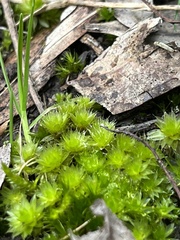 Ptychostomum capillare