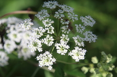Cicuta maculata
