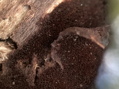 Fuscoporia