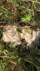 Didymium mucilago
