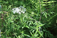 Cicuta maculata