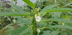 Sesamum indicum