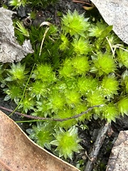 Ptychostomum capillare