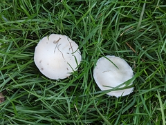 Agaricus