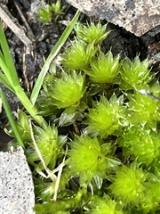 Ptychostomum capillare
