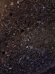 Fuscoporia
