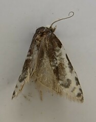 Prothelymna niphostrota