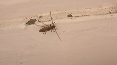 Elaphidion mucronatum