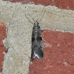 Acrobasis