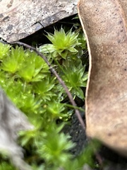 Ptychostomum capillare