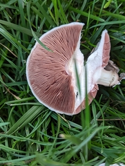 Agaricus