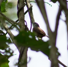 Cantorchilus modestus