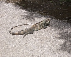 Ctenosaura similis