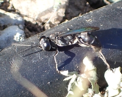 Liris argentatus