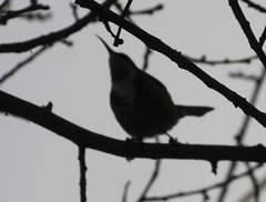 Acanthorhynchus tenuirostris