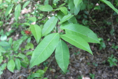 Annonaceae