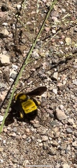 Bombus sonorus