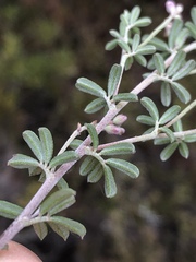 Indigofera sp11