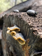 Cypherotylus californicus