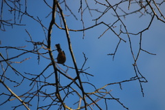 Acanthorhynchus tenuirostris