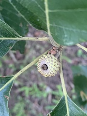 Quercus bicolor