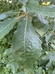 Quercus bicolor
