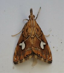 Glaucocharis leucoxantha