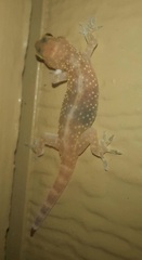 Hemidactylus turcicus