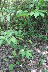 Annonaceae