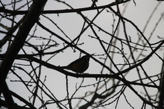 Acanthorhynchus tenuirostris