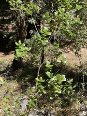 Quercus agrifolia