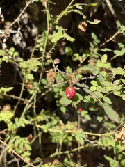 Rosa californica