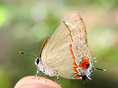 Electrostrymon hugon