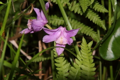 Calopogon tuberosus