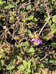 Hylephila phyleus
