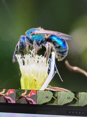 Augochloropsis metallica