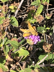 Hylephila phyleus