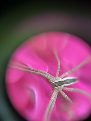 Pisaurina mira