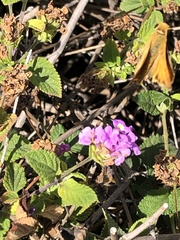 Hylephila phyleus