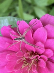 Pisaurina mira