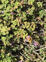 Hylephila phyleus