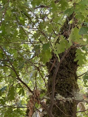 Quercus kelloggii